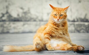 橘色猫咪优雅坐姿