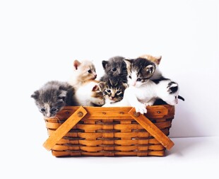 篮子里的可爱猫咪们