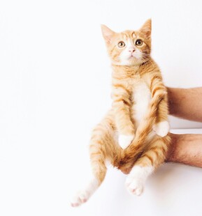 可爱橘猫被温柔托举