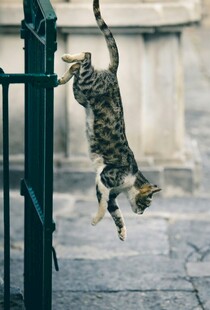 猫咪倒挂在绿色栏杆上