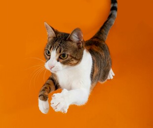 橘底萌猫玩逗猫棒