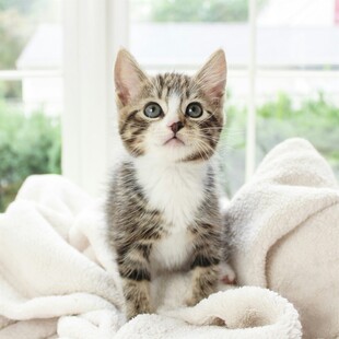 可爱小猫坐于柔软毯子上