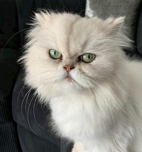 绿眼白毛波斯猫的凝视