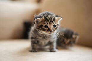 可爱小花猫