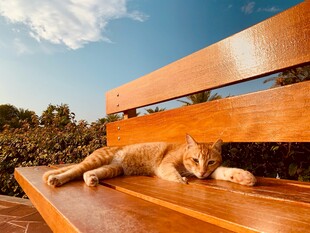 长椅上惬意休憩的小猫