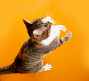 活泼猫咪跃起玩逗猫棒