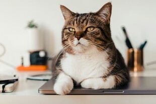 猫咪趴笔记本电脑上