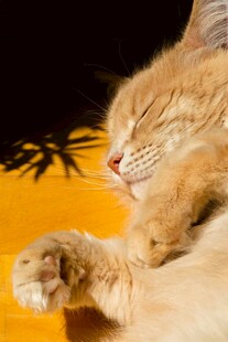 酣睡的橘猫