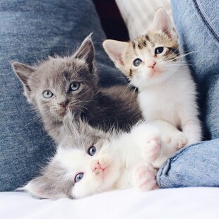 三只萌小猫依偎在怀中
