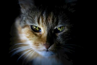 凝视的三色猫咪