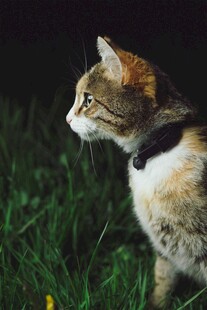 草地上的戴项圈猫咪