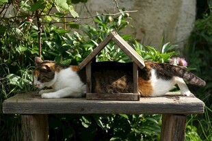 猫咪惬意栖于户外小木屋