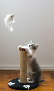 小猫玩逗猫棒超萌瞬间