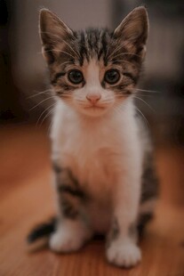 可爱小猫咪坐于木面