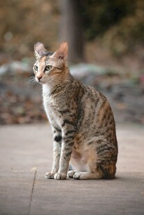 户外独坐的斑纹猫咪