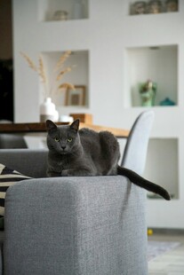 沙发上的猫咪