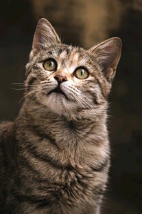 仰望的条纹猫咪