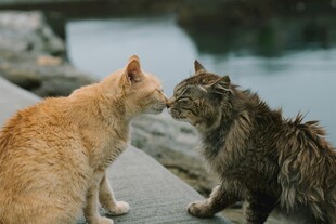 两只猫咪亲昵对视