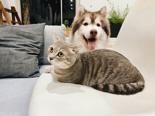 沙发上的猫咪与狗狗