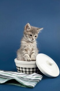 小猫坐碗中可爱萌态