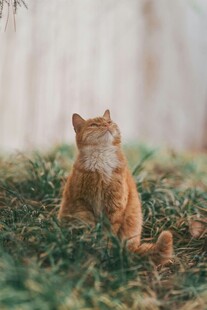 草地上的橘猫仰头凝望