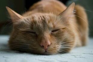 橘猫惬意趴卧