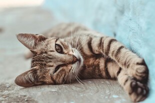 慵懒猫咪惬意躺卧
