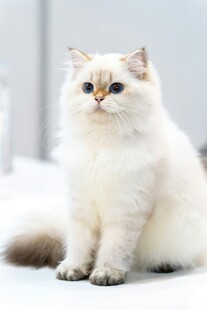 可爱长毛猫咪乖巧端坐