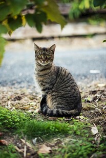 草地上的可爱小猫咪