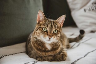 卧于床榻的斑纹猫咪