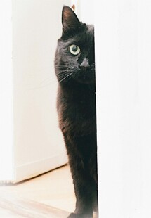 黑猫躲门后好奇张望