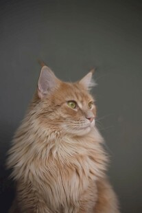 长毛猫侧头凝视瞬间