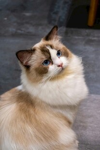 可爱布偶猫仰头望