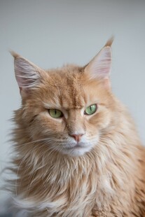 长毛橘猫特写