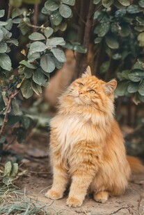 橘色长毛猫户外惬意坐姿