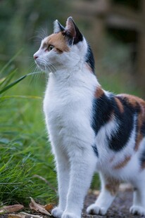 三色猫于草地专注远望