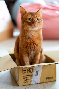 橘猫端坐纸箱