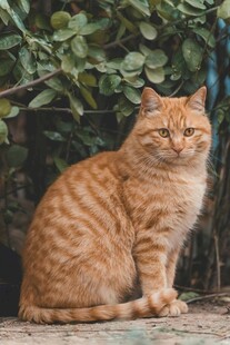橘猫静坐在绿植旁