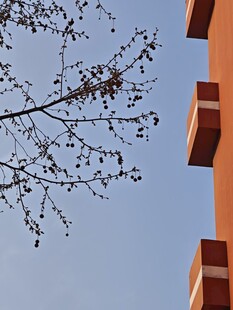 树枝旁的建筑一角