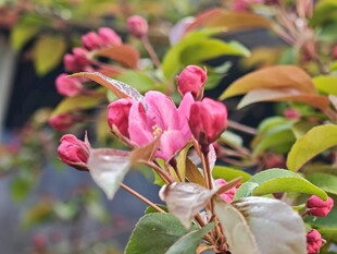春日盛开粉色海棠花枝绽放