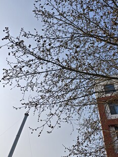 树枝映衬下的建筑物