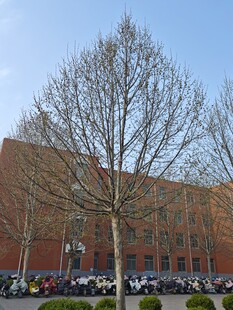 红砖建筑前的光秃树木