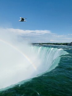尼亚加拉大瀑布上的飞鸟