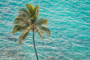 海边孤植的翠绿椰子树