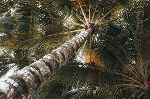 仰望高耸的棕榈树树干