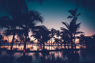 海边椰林黄昏美景