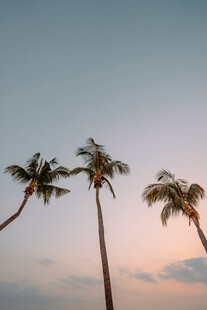 夕阳下的三棵棕榈树