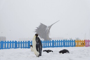 雪地中人与狗的温馨场景