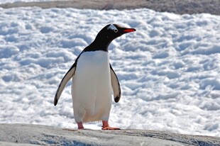 雪地中的独行企鹅