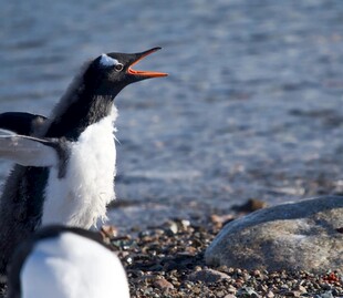 海滩上张嘴鸣叫的企鹅